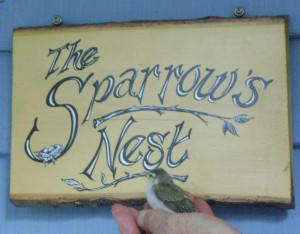 One of our first days in the cottage we had a baby sparrow come and visit. 